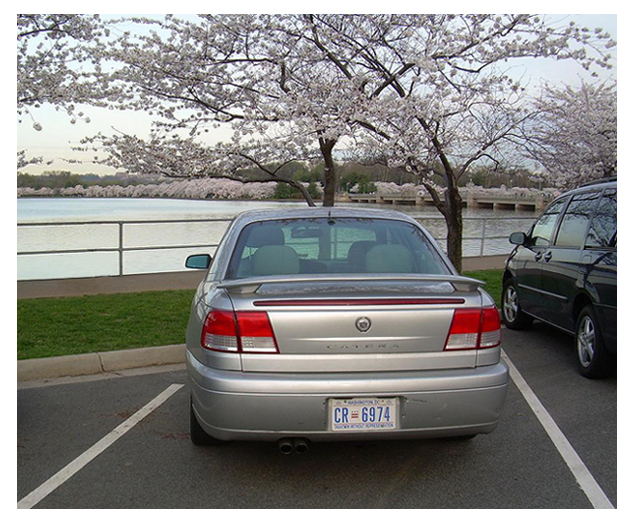 Cadillac Catera parked at the Tidal Basin with flowering cherry trees